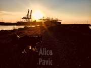 Vues dans le port du Havre © Alice PAVIOT Capitaine Boluda Le Havre