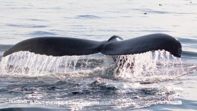 Saint-Pierre-et-Miquelon : A la rencontre des baleines © Les Témoins d'Outre-Mer