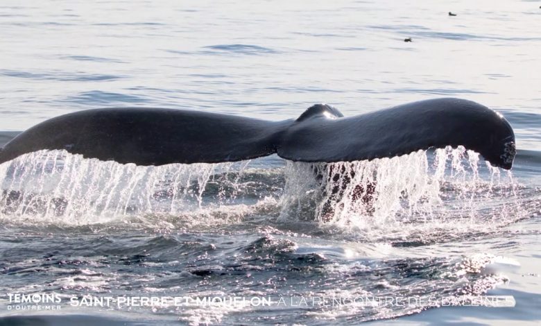 Saint-Pierre-et-Miquelon : A la rencontre des baleines © Les Témoins d'Outre-Mer