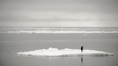 © Arctica Expeditions